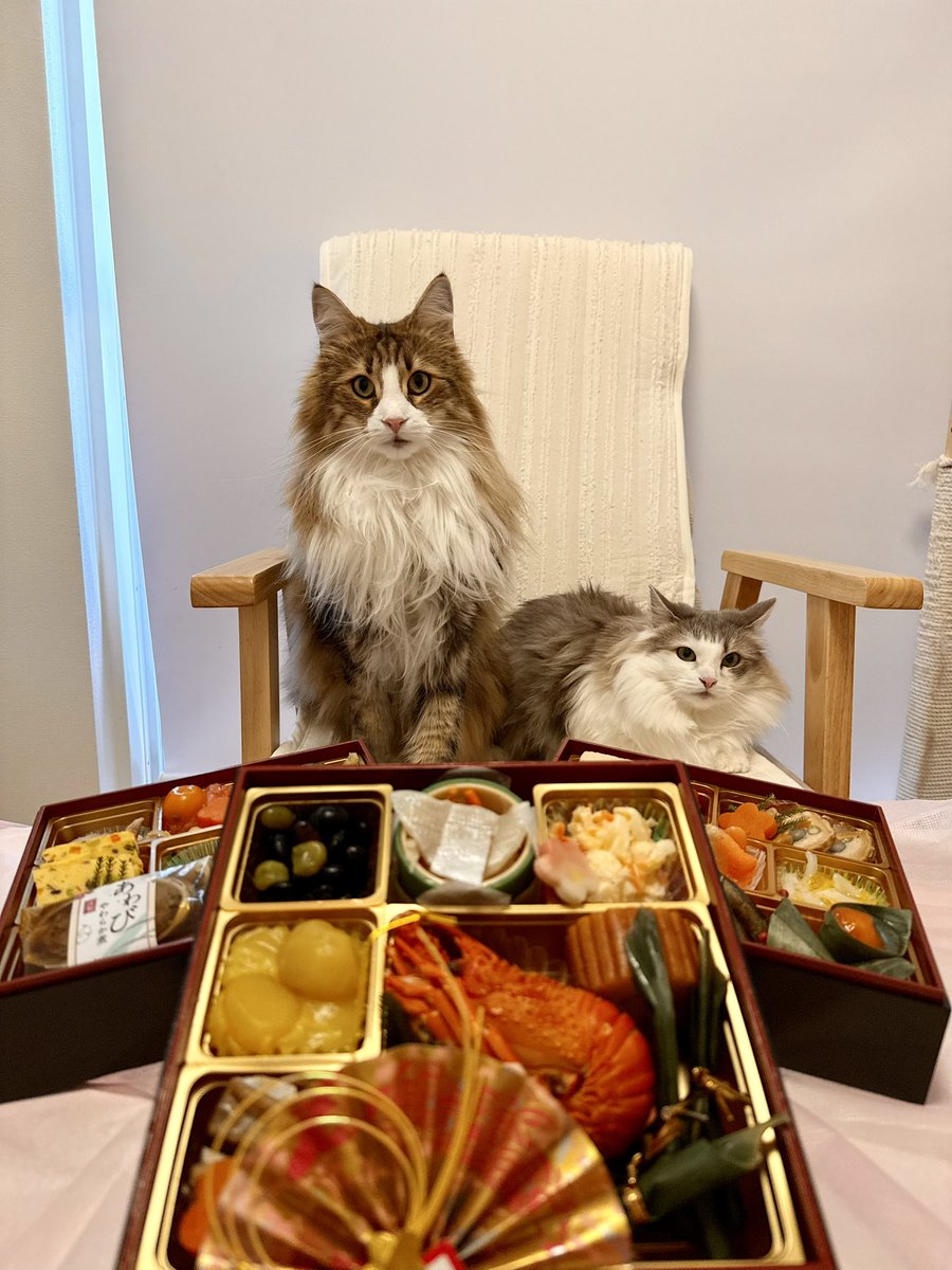 kyappachan's tweet photo. 今年もよろしくお願いいたします🐱︎💕︎︎

ポモちゃんお散歩デビューしました✨

#rien_cats 
#豪徳寺 #おせち #初詣 https://t.co/ZGeVzmCFDR