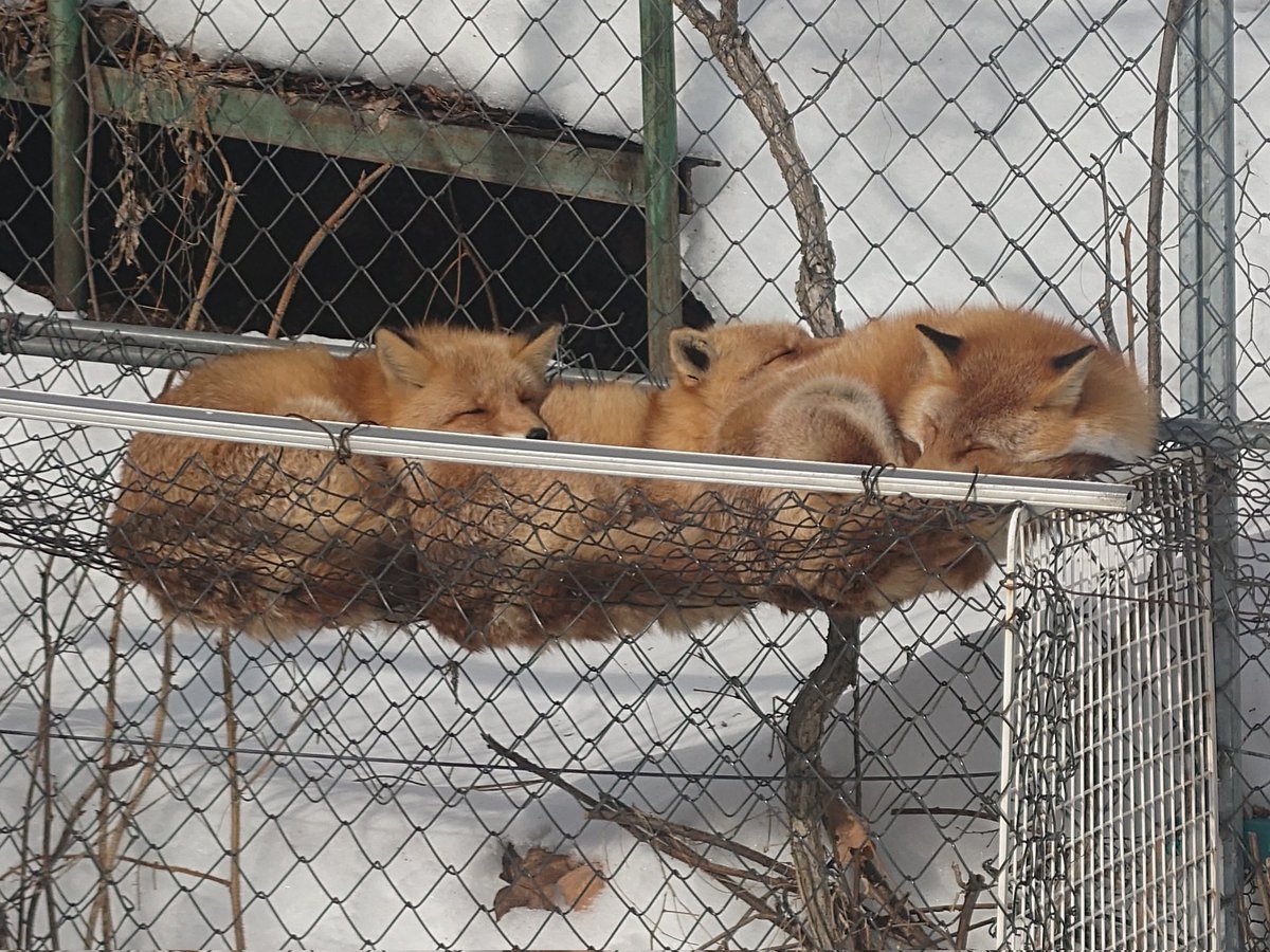 Cheng-Ren🦊🐺 (@chengren21) on X