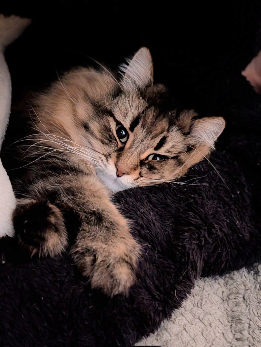 ヤマネコ (@ymnc_rf) / Highlights / X