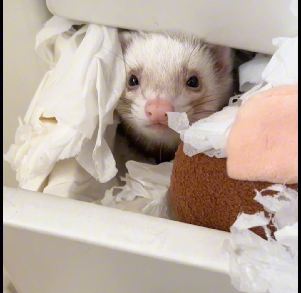 フェレットには元旦休みがないらしい…