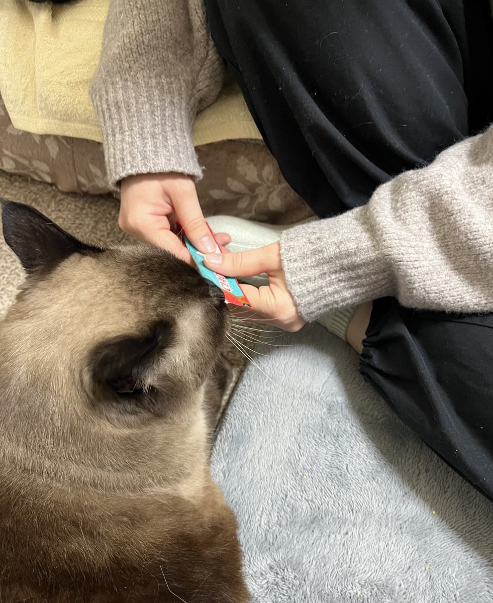 bettysae's tweet photo. 姪っちに、ちゅーるで釣られたチョコさん https://t.co/ZWlnr69MJx