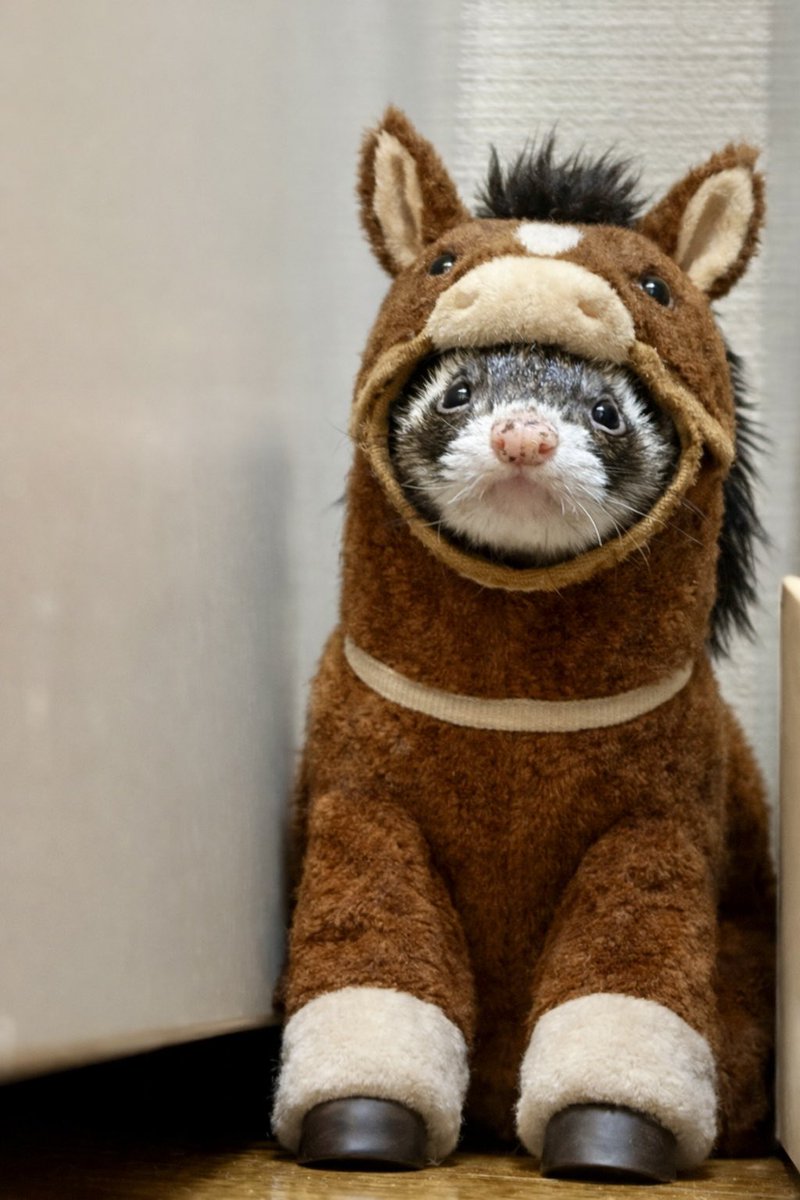 くぅちゃん (@kuuchan131) / Posts / X