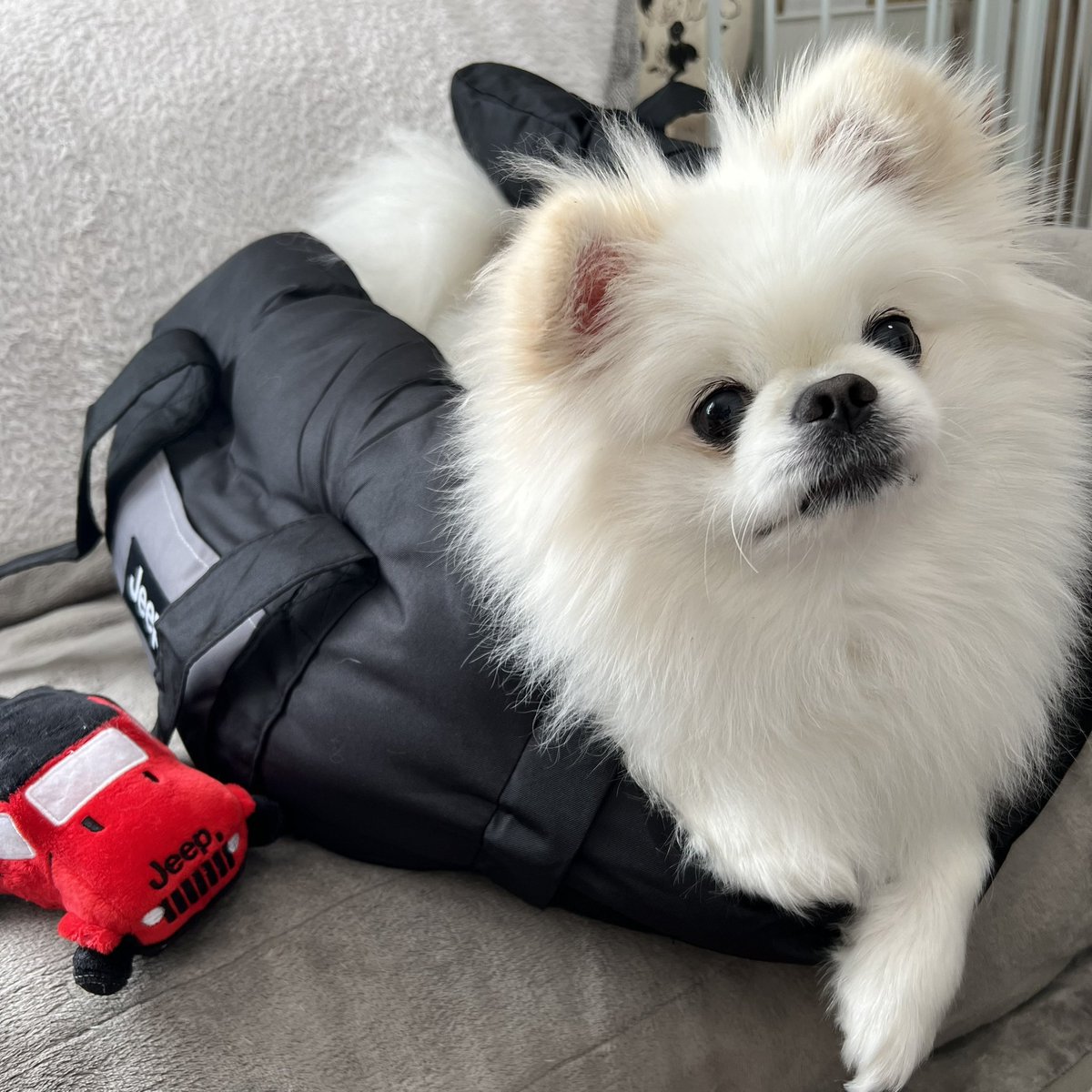 ぷてぃかわ(ポメペキ⭐︎3歳) tweet media