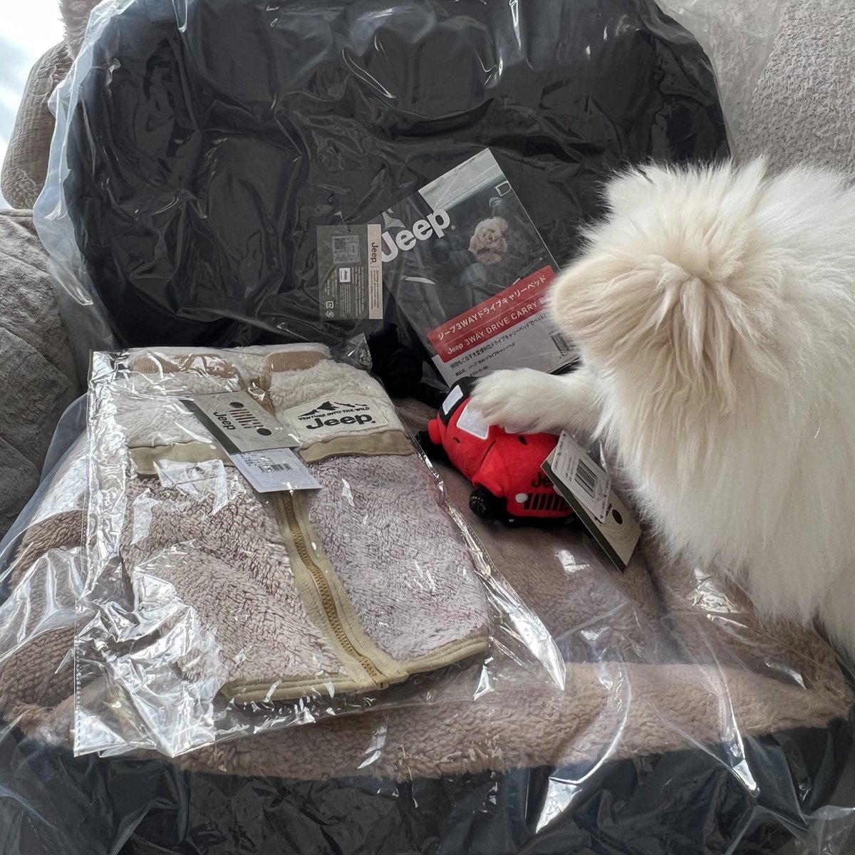 ぷてぃかわ(ポメペキ⭐︎3歳) tweet media