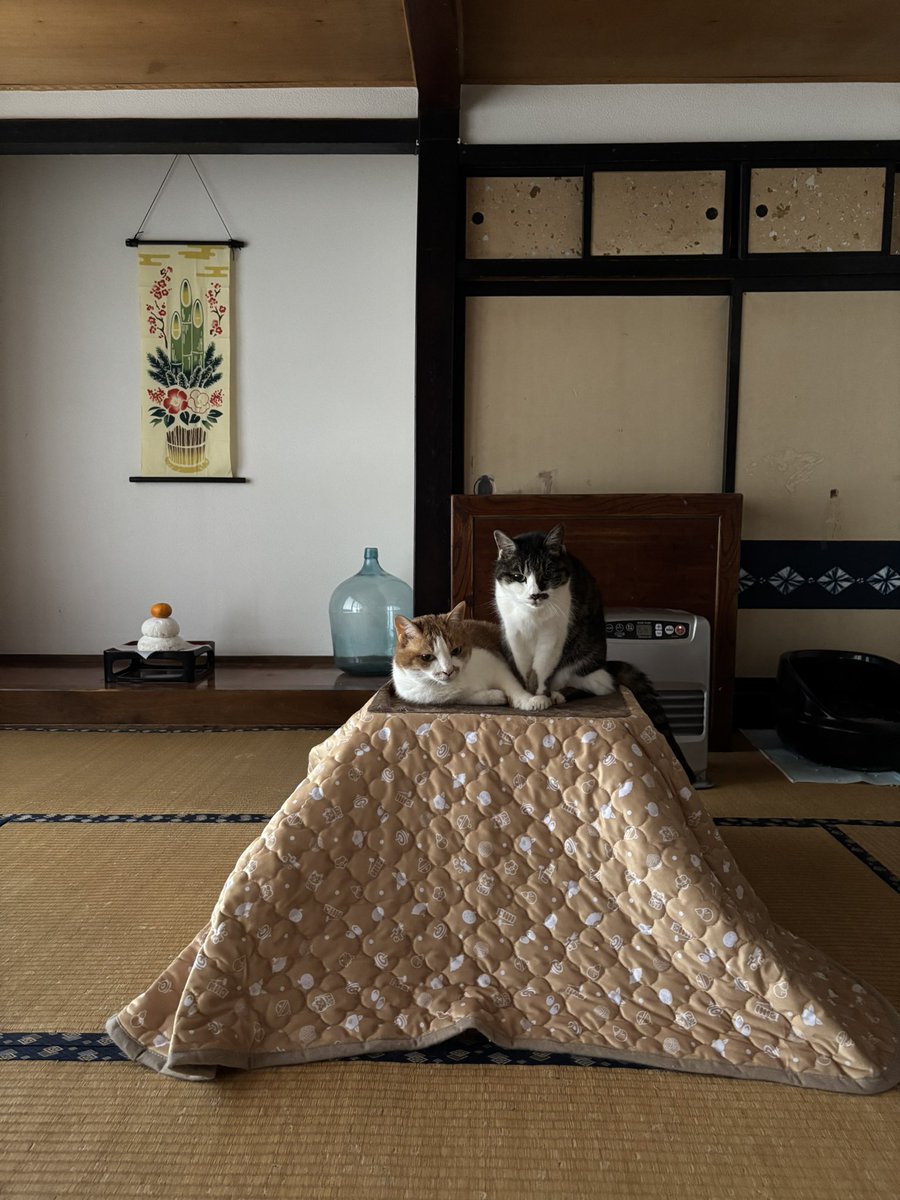 ⭐︎ひよ⭐︎ ページ きるページ ゆっき！ ゆっきーページ ゆっきーページ ZX｜製品紹介