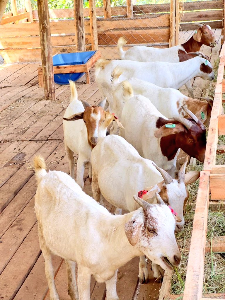 __Trichia__'s tweet image. 𝐆𝐎𝐀𝐓 𝐅𝐄𝐄𝐃 𝐅𝐎𝐑𝐌𝐔𝐋𝐀𝐓𝐈𝐎𝐍 𝐆𝐔𝐈𝐃𝐀𝐍𝐂𝐄

Boost growth, reproduction, and profits with balanced, homemade rations!

FATTENING GOATS – 100KG MIX:

For rapid weight gain and meat quality improvement.

Maize Germ: 40kg
Cottonseed Cake: 20kg
Wheat Bran: 20kg
Lucerne…