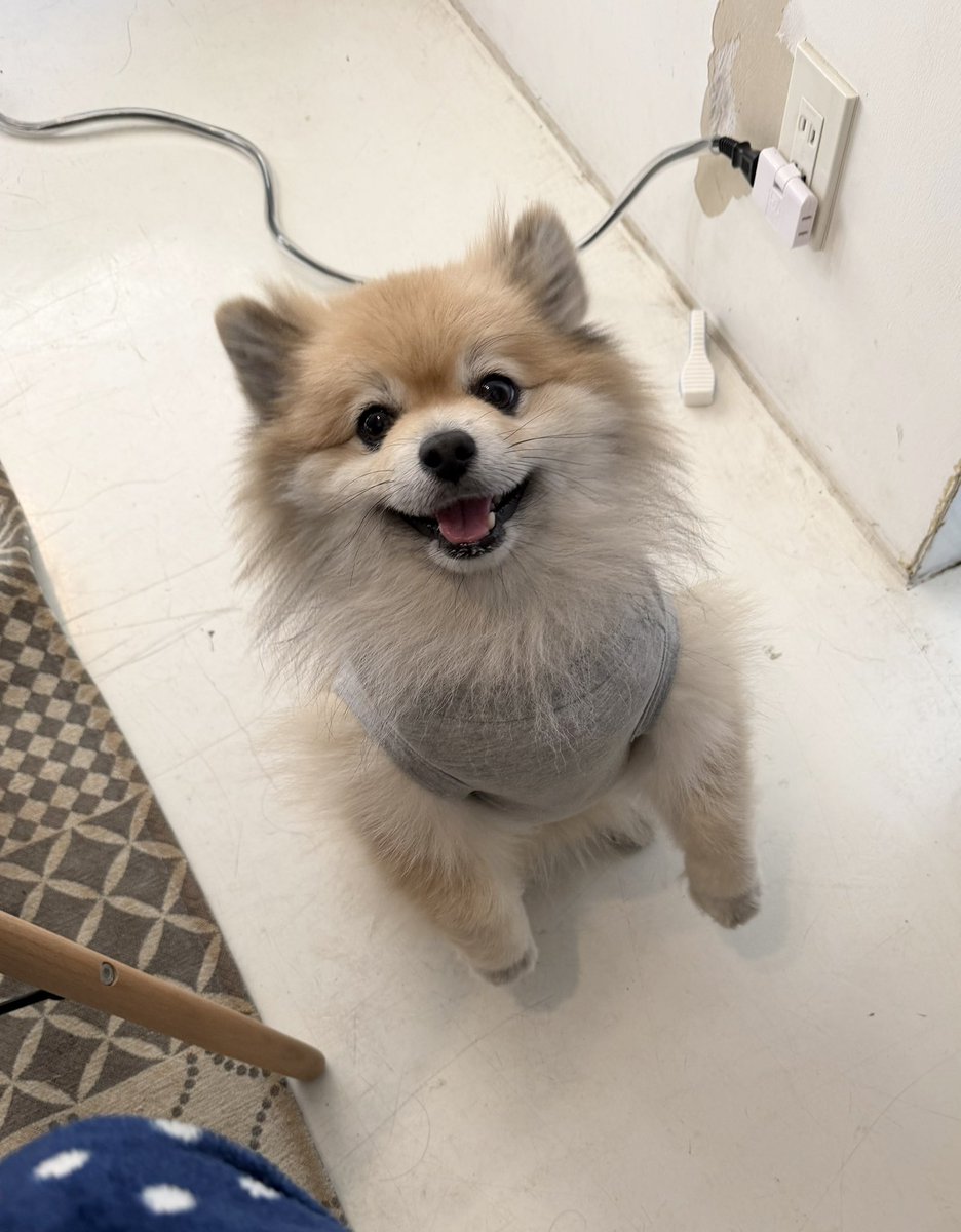 デカポメ🐶⛩️ポルくん🗼 (@AccessoryshopF) / Posts / X