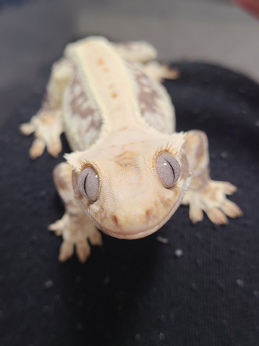 ONE for 6🦎 tweet media