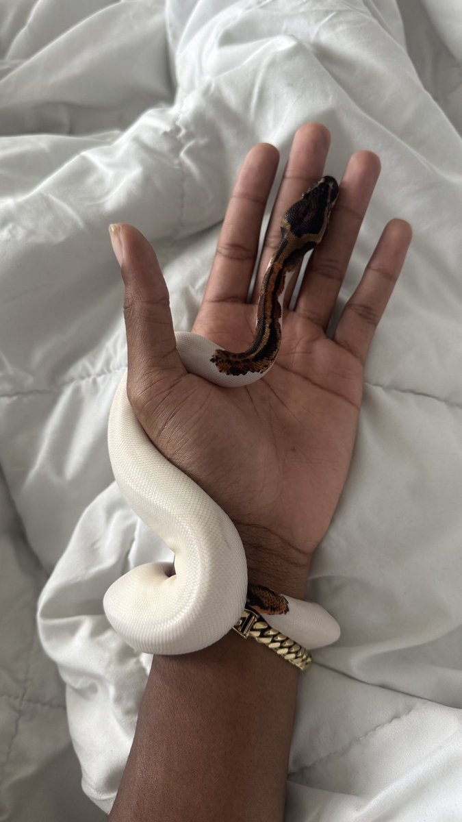 $agiterrorist. tweet media