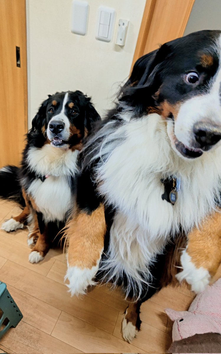 ここあ (@coco_bmd) / Posts / X