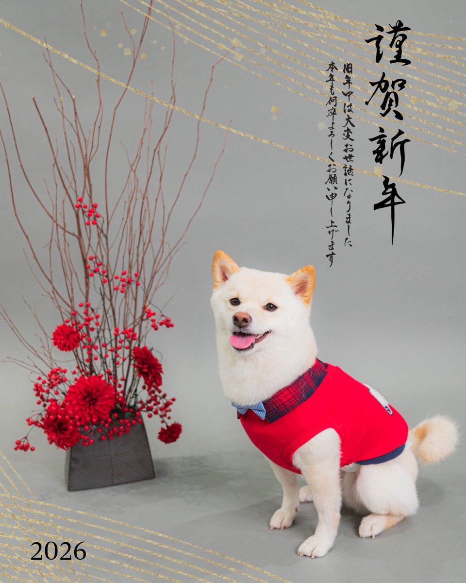 eeerikaooo3's tweet photo. 明けましておめでとうございます。
本年も宜しくお願いします。
今年も楽しく元気に過ごせますように🐾
#白豆柴 #まめしば #おまめ #わんこのいる生活 #柴犬ライフ #白柴 #2026年もよろしくお願いいたします https://t.co/i7NWxeXyP6