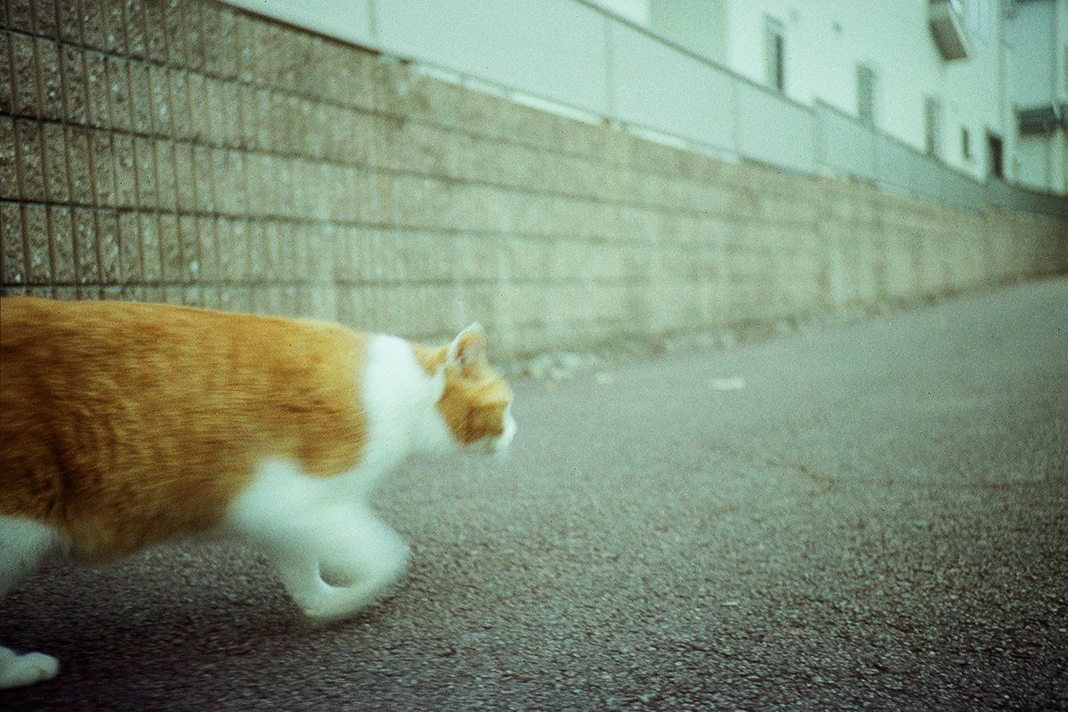 amaki15's tweet photo. 【実写レビュー】LomoChrome Classicolor ISO 200を使ってみた|作例とリアルな感想
#フィルムカメラ
#フィルム
#classicolor
https://t.co/8lphQGcTfi https://t.co/bMdhY87aPA