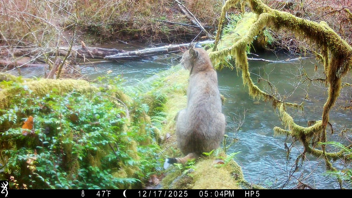 ORCoastWildlife's tweet photo. Bobcat checking out the storm damage to the crossing - Browning Trail Ca... https://t.co/HypjazCstV via @YouTube https://t.co/iH0dhBva4Q