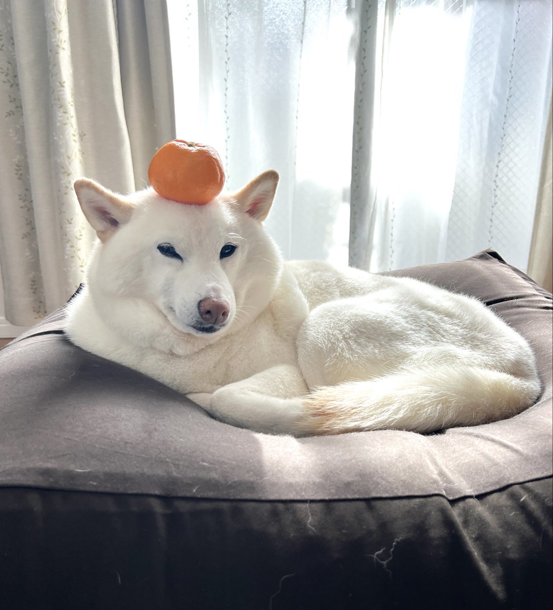 ちょびです。 JUNGLE Special Collectors Shop / 52TOYS ビーストボックス BB-57