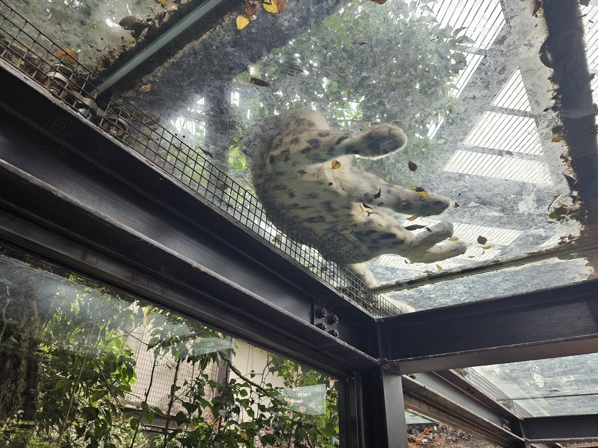 snep 🔜 FURUM '25 tweet media