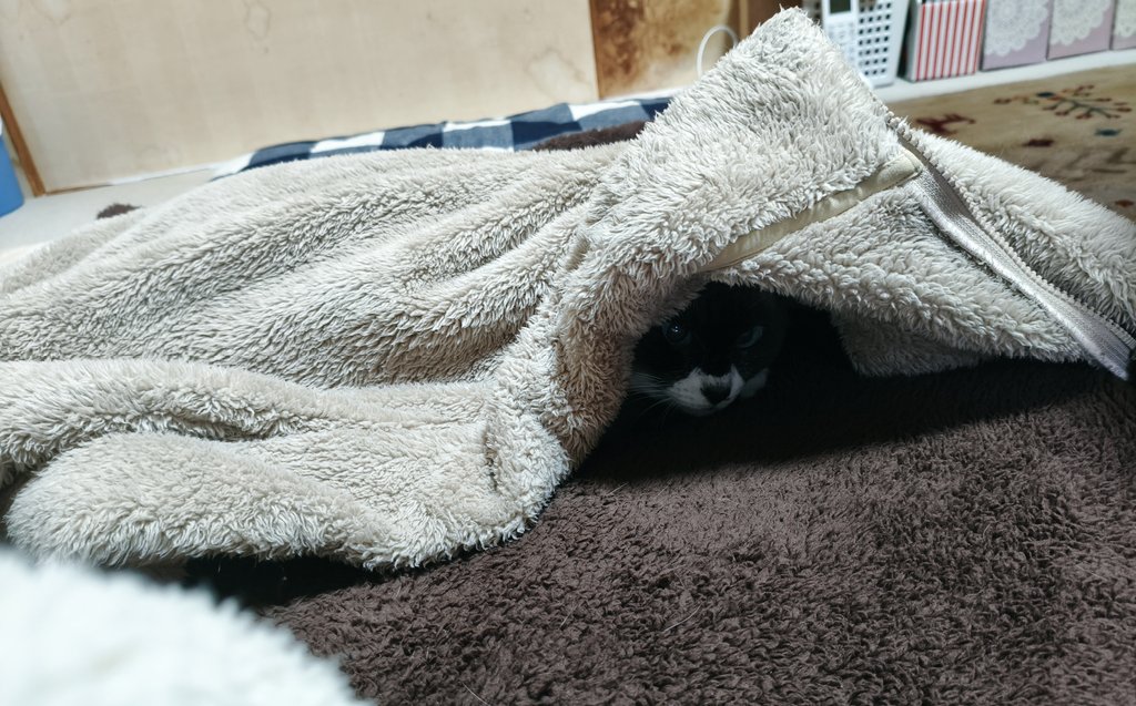 にゃんかず (@kamuiy) on X