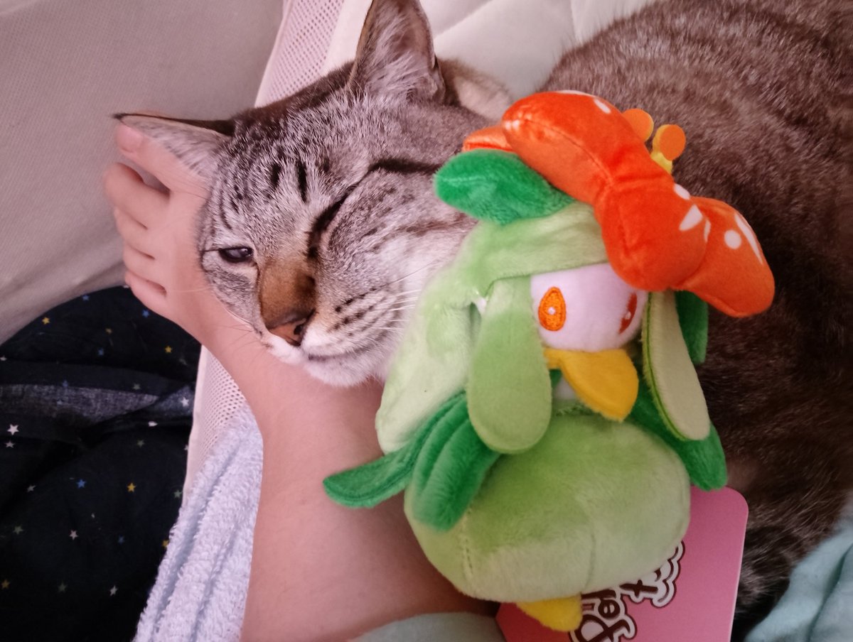 これはヒスイのドレディア ぬいぐるみ欲しいわ メルカリだとものすごく