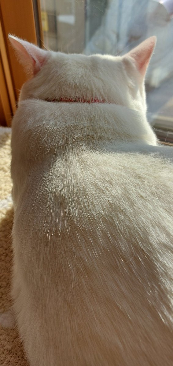キャッツアイ tweet media