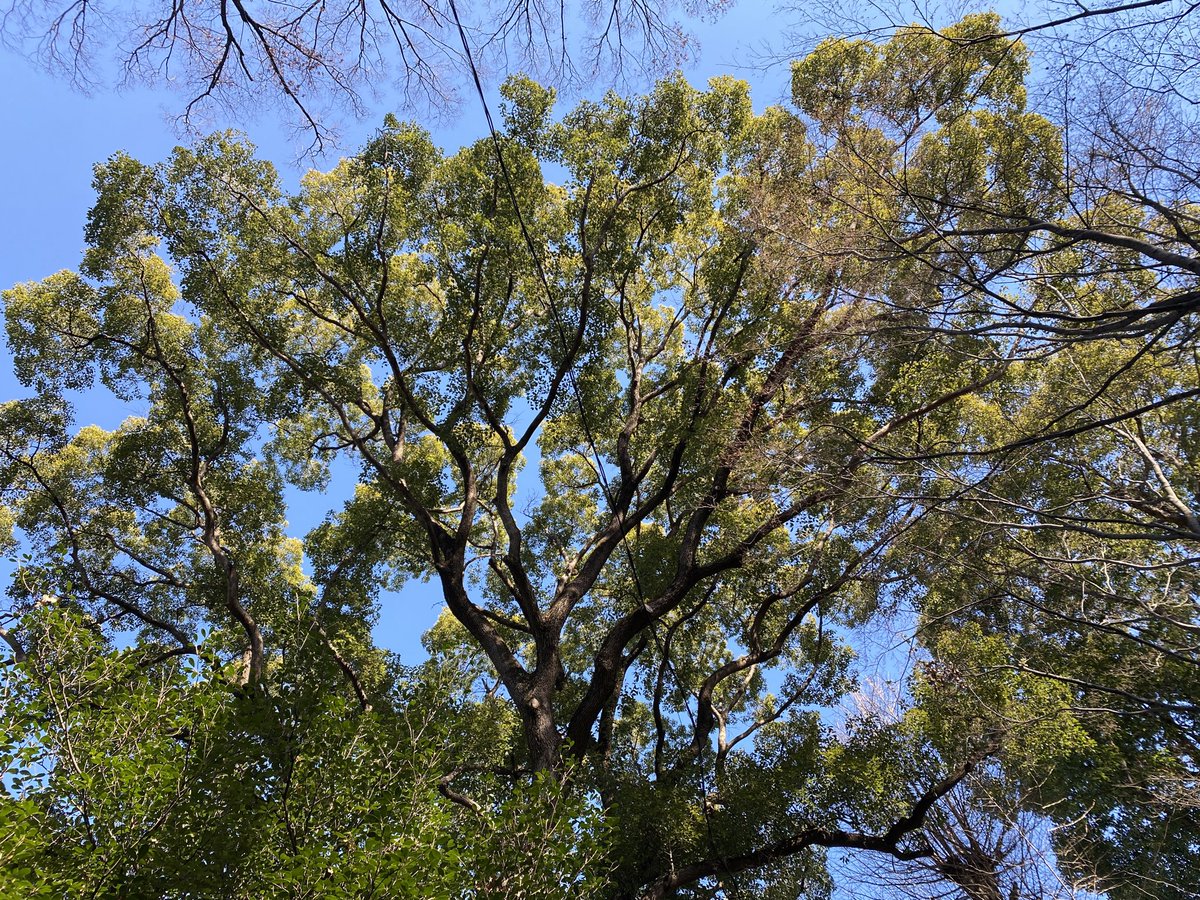 あけましておめでとうございます🌅🐎
今年もよろしくお願いします。

ウミネコカレーは3日（土）から営業です。🍛

2026年
皆さまどうか健康で過ごせますように。
お会いできたら嬉しいです！

ウミネコカレーもずっと準備してきたこと。いよいよ動き出します。☀️

（写真は代々木八幡宮の御神木。🌲）
