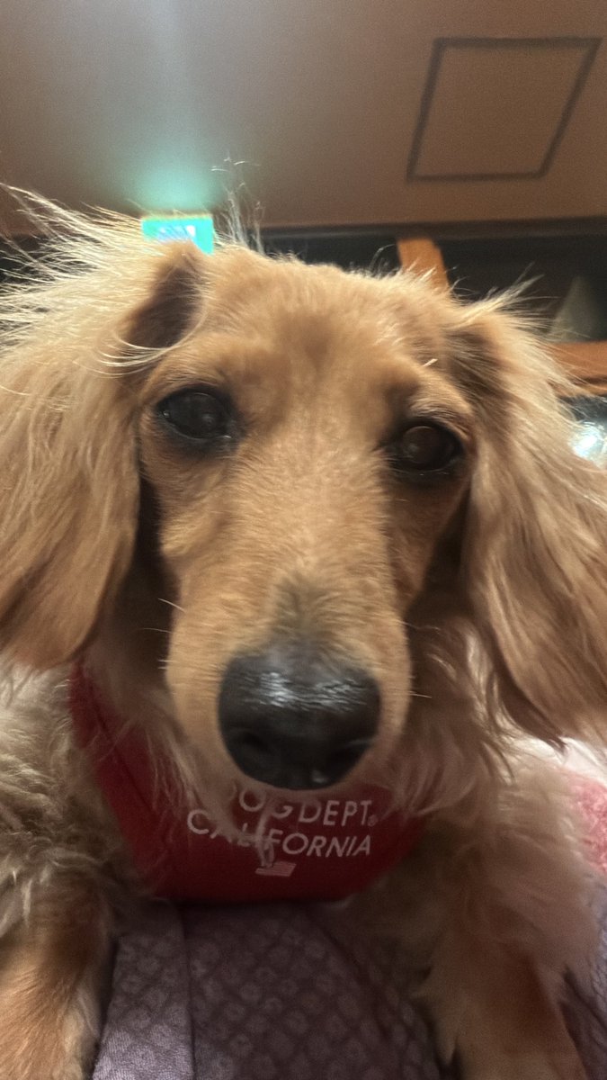 ganmosasami's tweet photo. 皆んなお利口さん🐶🐶🐶🐶 https://t.co/7Oh3xmDN5G