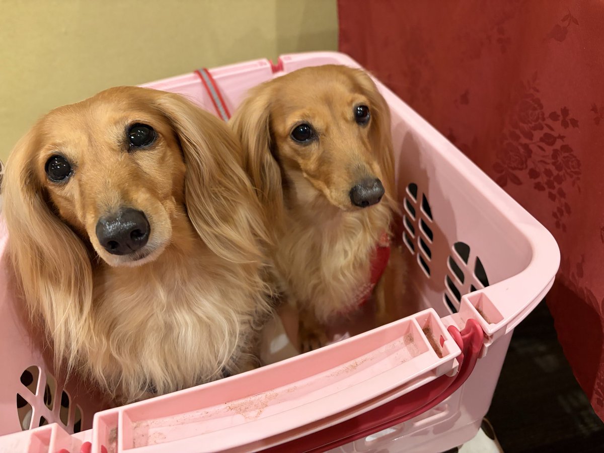 ganmosasami's tweet photo. 皆んなお利口さん🐶🐶🐶🐶 https://t.co/7Oh3xmDN5G