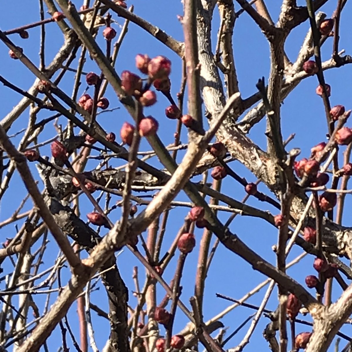 ふぁいなる・らっく tweet media