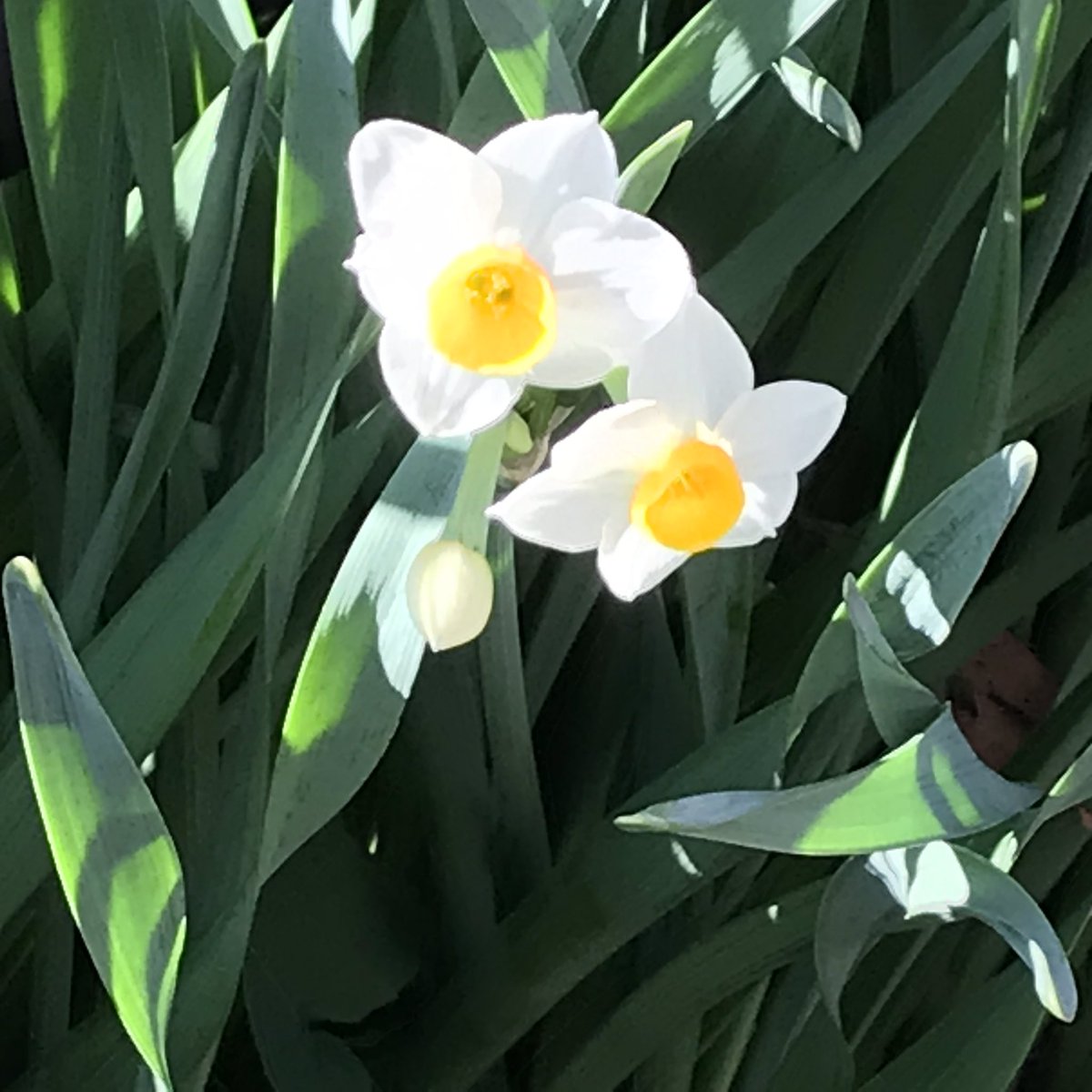 ふぁいなる・らっく tweet media