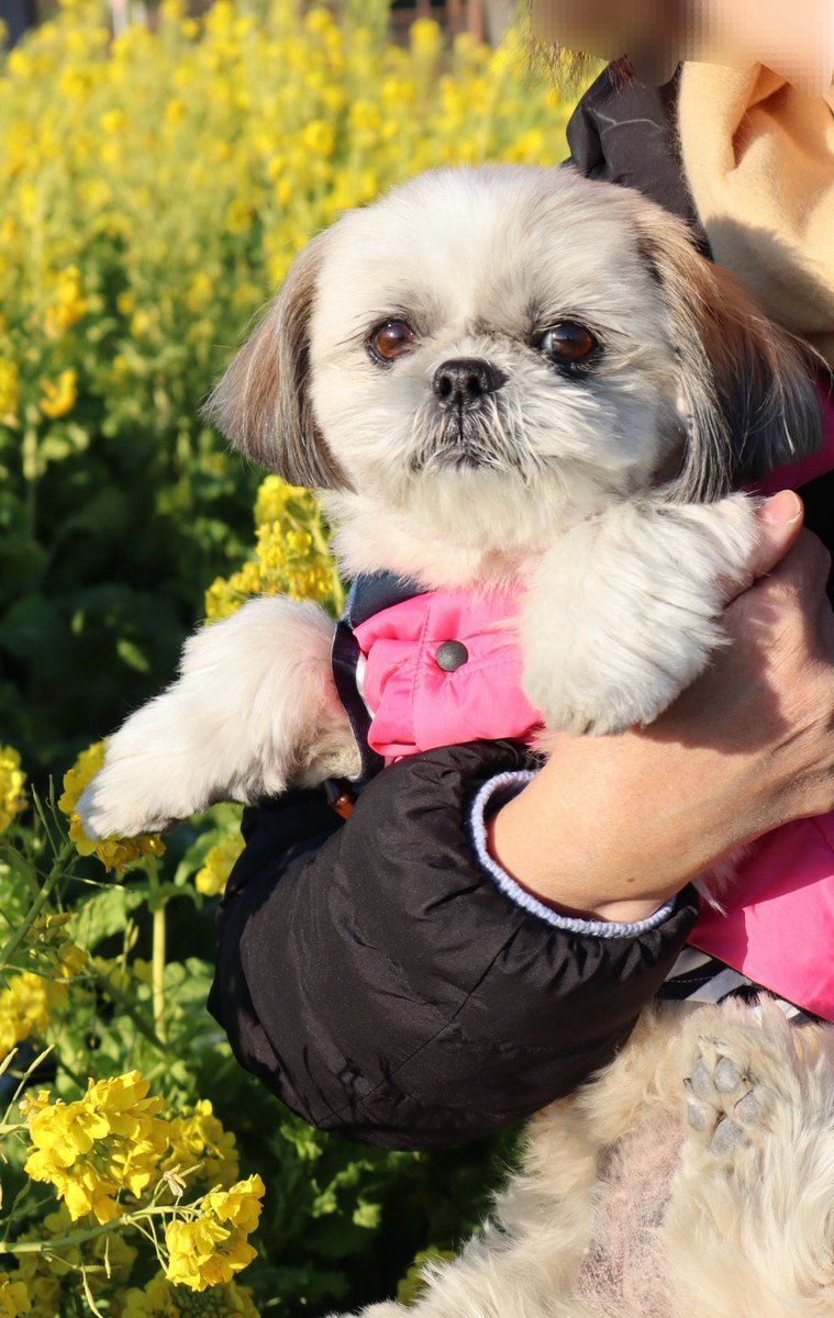 coco♡love (@shihtzucoco2017) / Posts / X