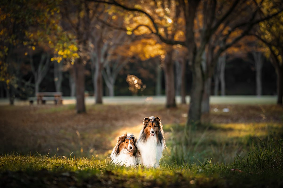 <a href="/hinahanashippo/">ヒナとピクルス🍠</a> すごいすごい！！！
去年にえるちゃんとの写真で帽子つけて撮ったのよー!!