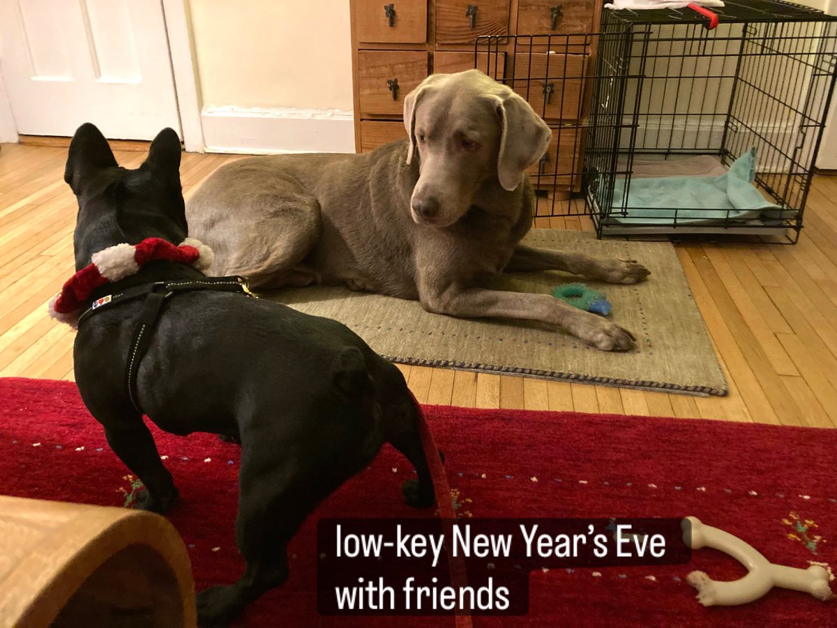 FrenchieColette's tweet image. Happy almost new year! #frenchbulldog #Frenchie #lab #NewYear