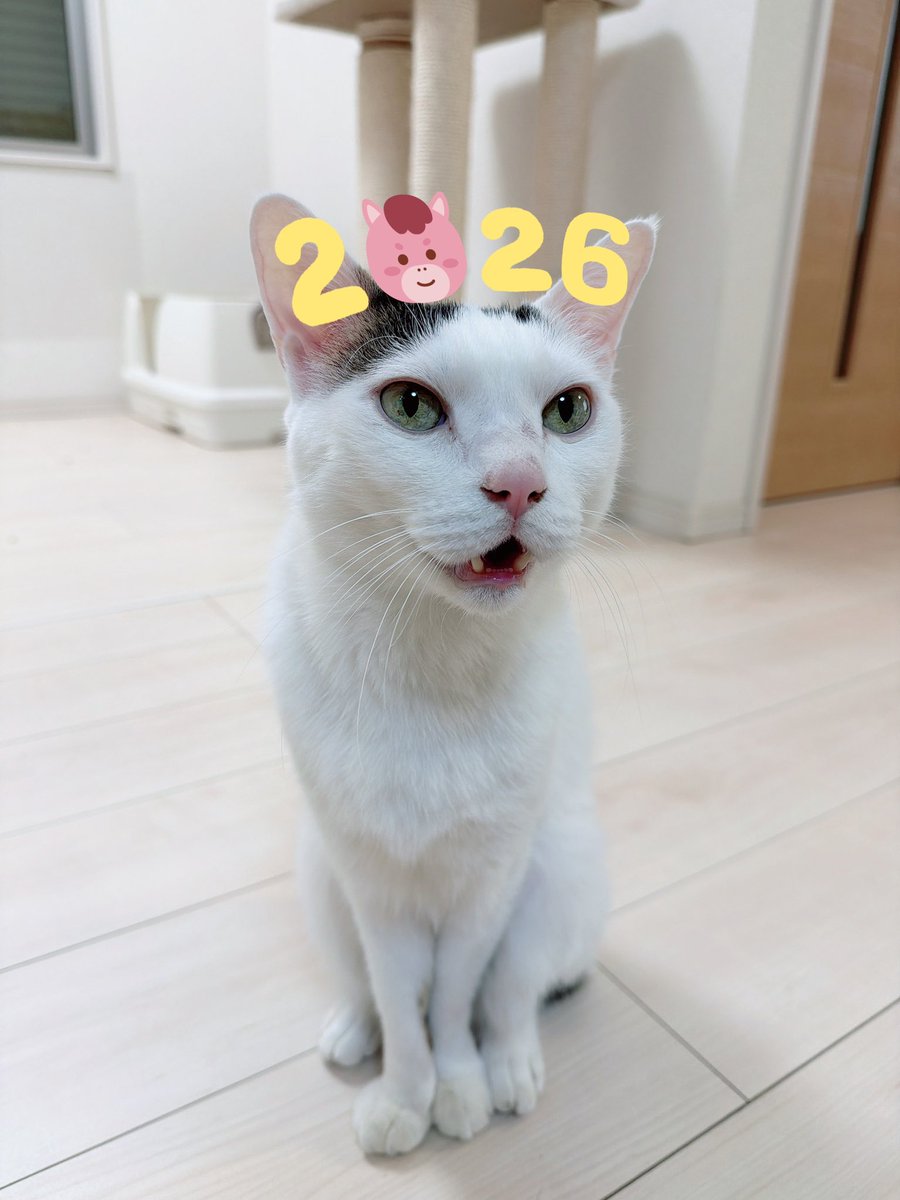 ねこママ 子猫が愛おし過ぎてガッチリ捕まえちゃうママ猫の姿がとっても可愛かっ