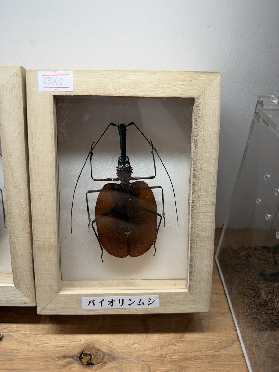 爬虫類の液浸標本、 バイオリンムシの標本など入荷しております