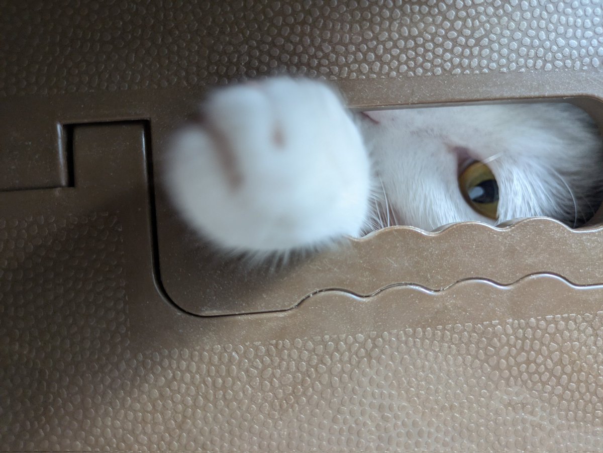 明けましておめでとうございます🎍
元旦はボルト君のビッグマグナム(💩)の回収からスタートしました✨
2026年は沢山のお役に出会えますように🙏🏻
本年も宜しくお願い致します🥰