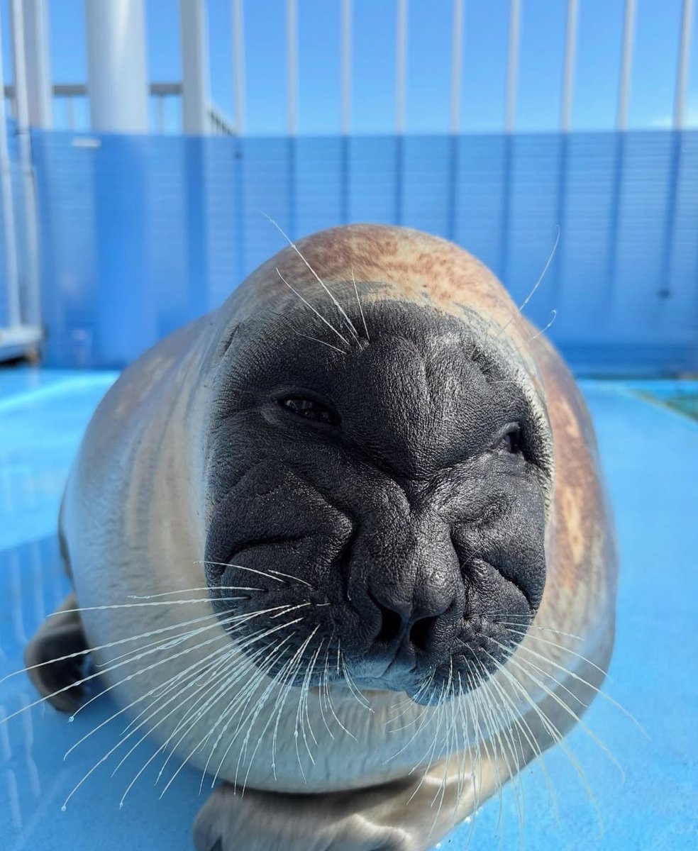 PonsukeRemember's tweet image. Happy new year gyus i mean guys