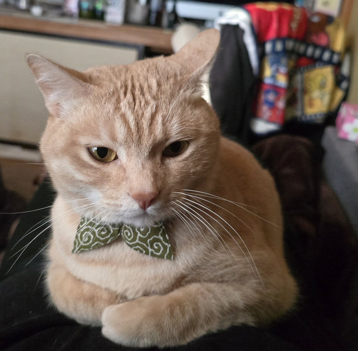 むぎページ 麦パパ (@mugimugi_222) / Posts / X