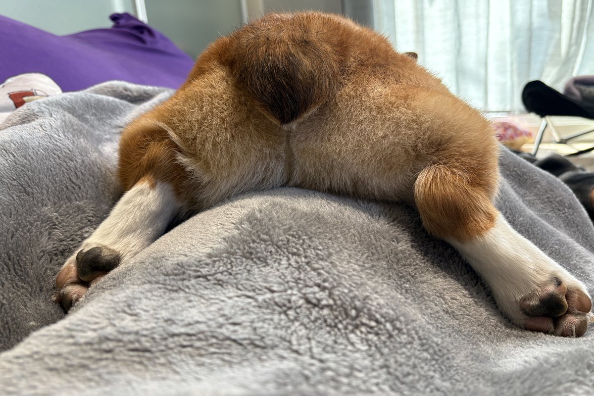 2026年 コギケツ