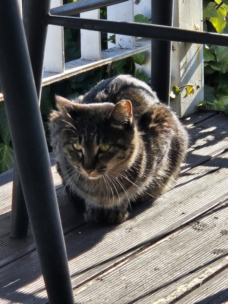 고양이한테 깝치다가 맞아버렸지머야