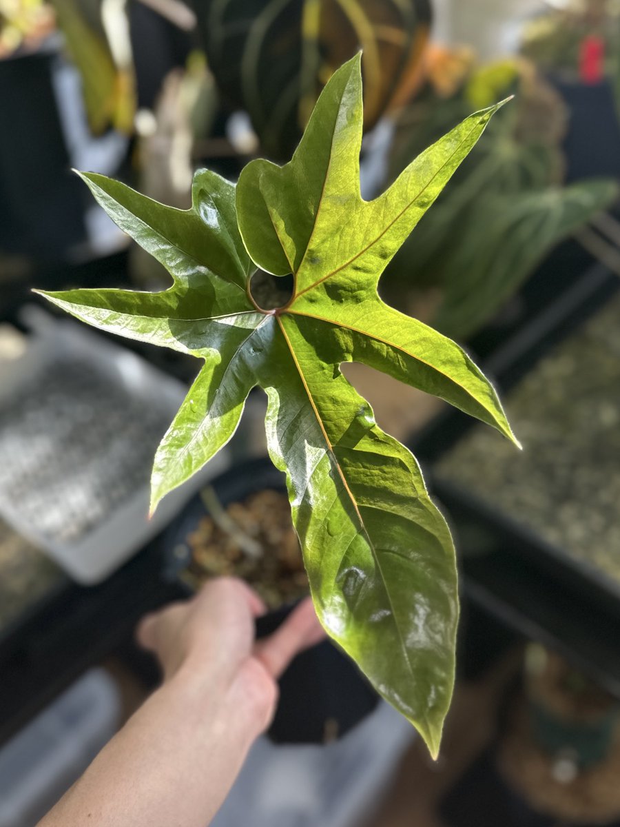 Masaya (@masaya_zxrs) / Posts / X