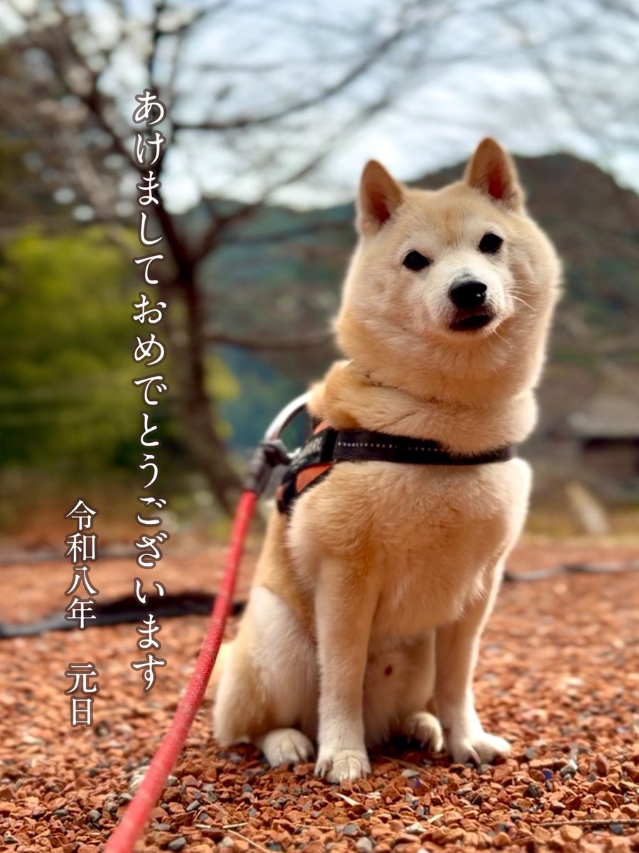あけましておめでとうございます！
#柴犬 #年越しキャンプ #キャンプ