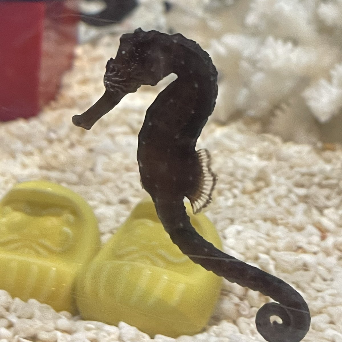 タツノオトシゴ