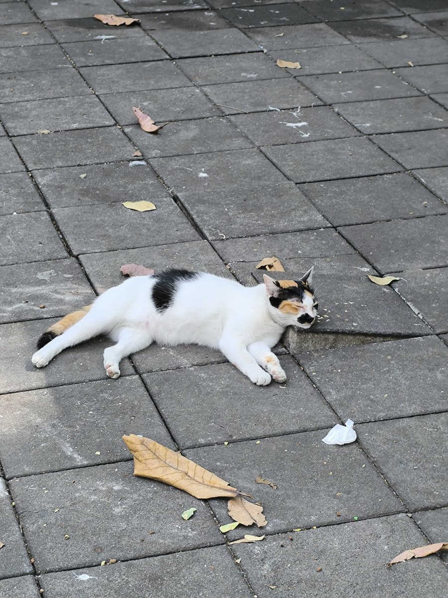 samsontakahashi's tweet image. ブロックがひとつだけ浮いてるのを枕にしているかしこキャット