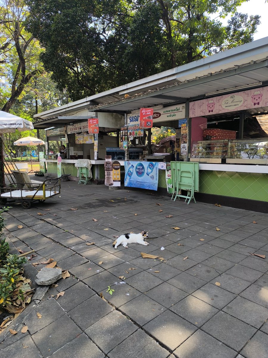 samsontakahashi's tweet image. ブロックがひとつだけ浮いてるのを枕にしているかしこキャット