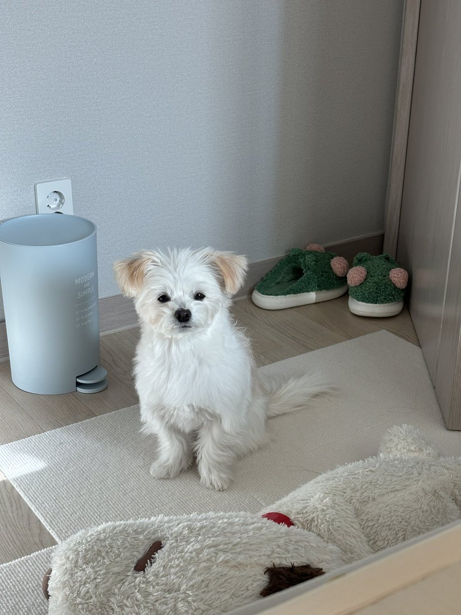 더 자도돼 ... 할 거 없잖아 강아지