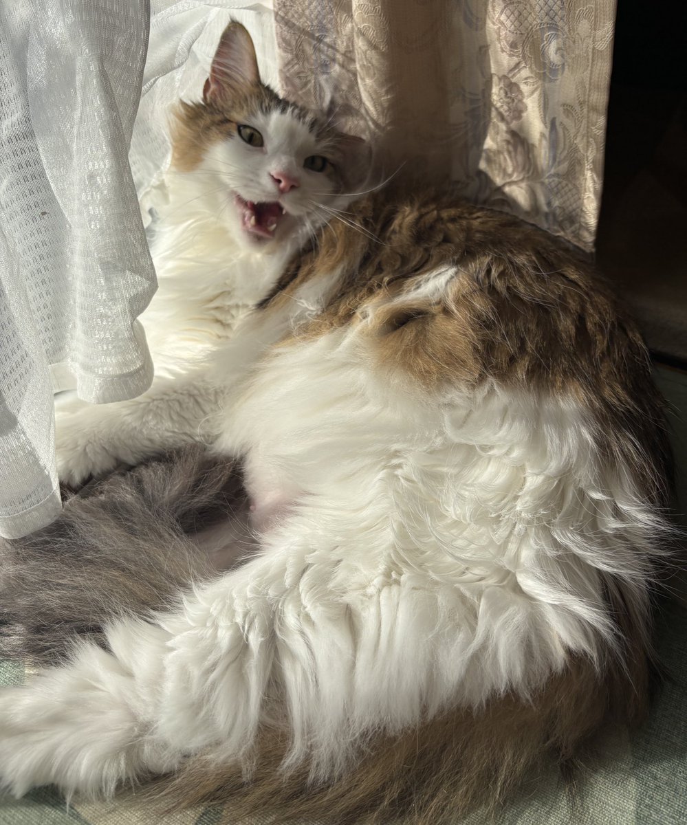 どうも、元旦から風邪をひいてダウンしてる者です。 今年もよろしく