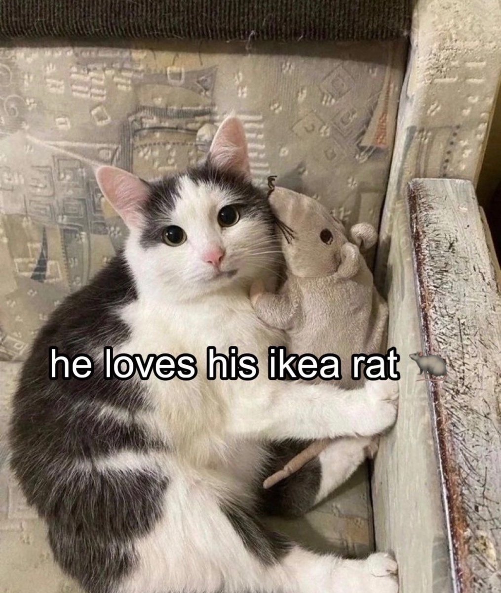 cats with powerful impression 🐾 tweet media