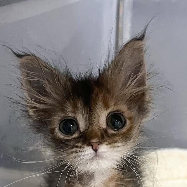 Caroline011x's tweet image. ☆•☆ Enjoy your day. I'm going to sleep now.  🙀😹😹😹 See you later. Ciao ... ❤🕊😍😻👋 ☆•☆