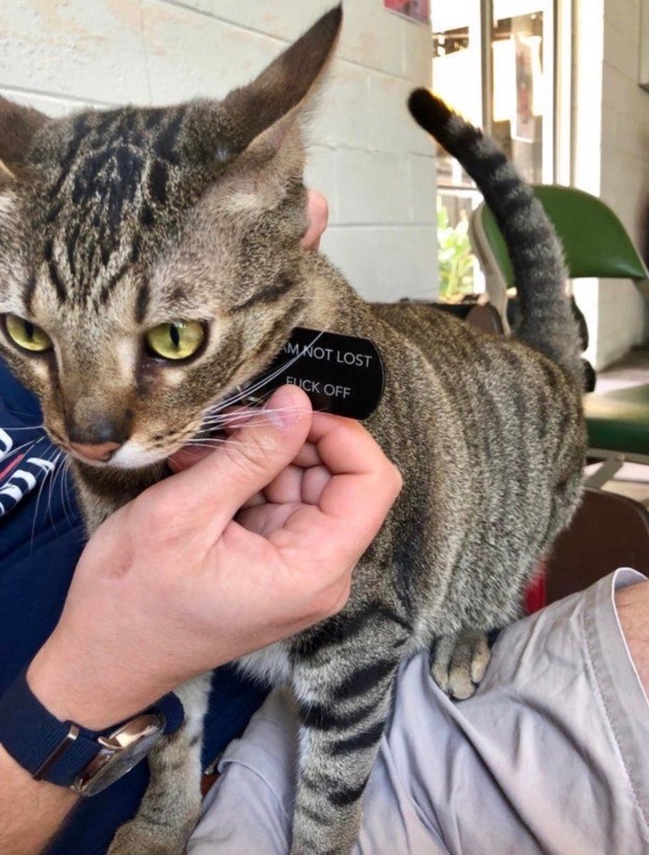 i'm pretty sure the cat wrote this