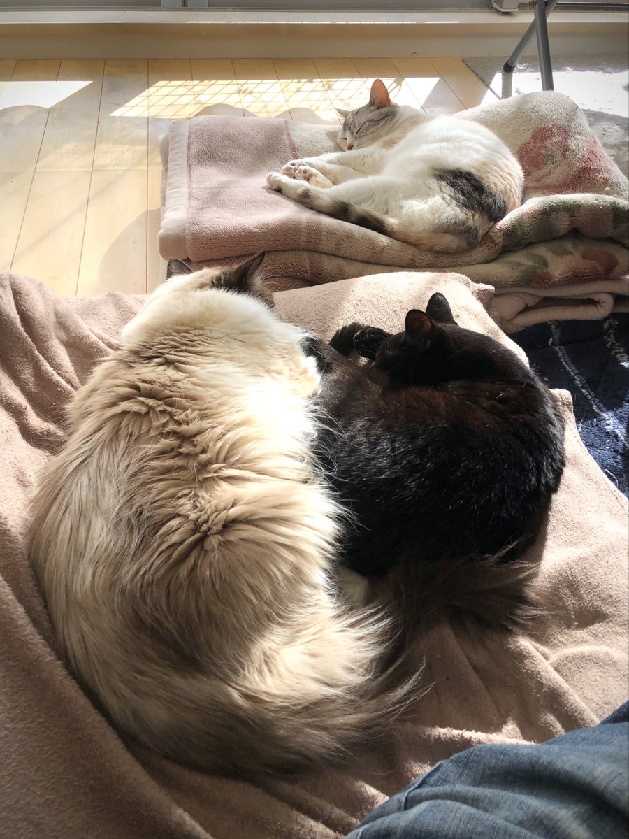 みんな寝てます、気持ち良さげ