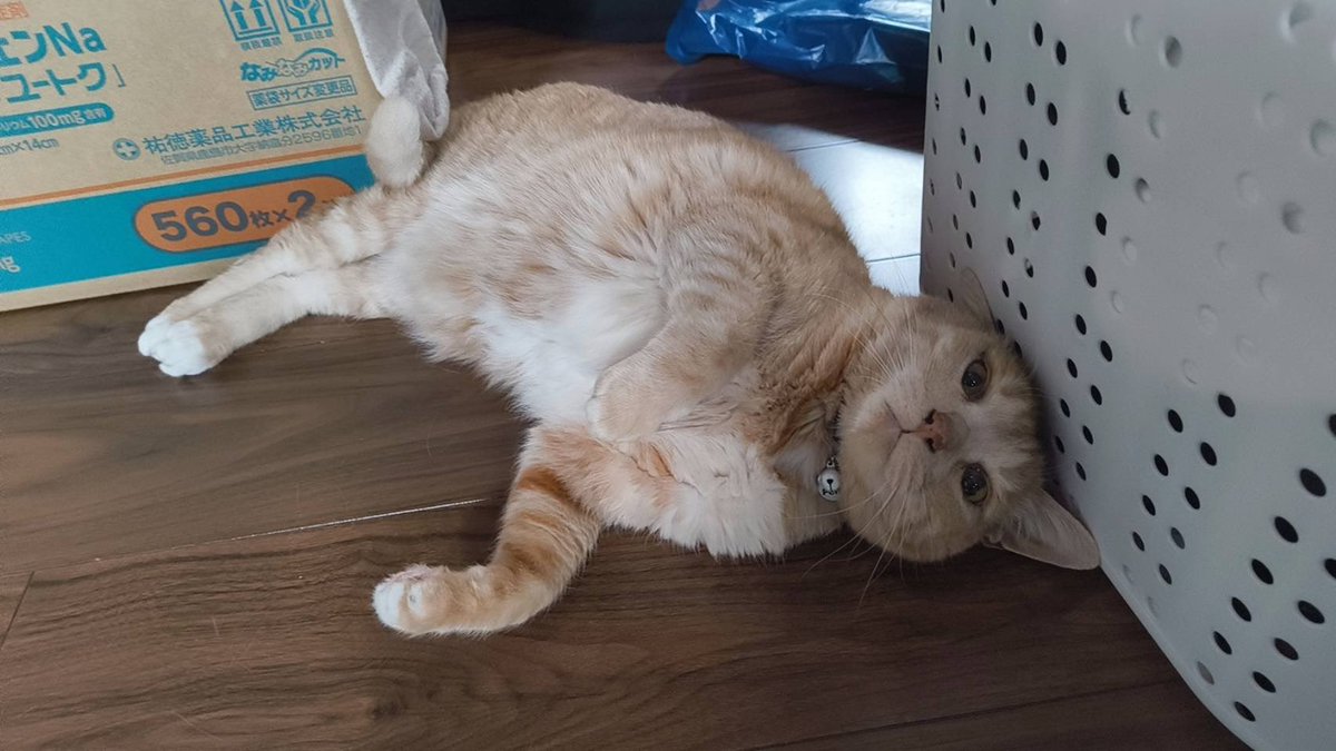 引越しの片付けしたいのに部屋から出ていってくれない反抗期ねこ