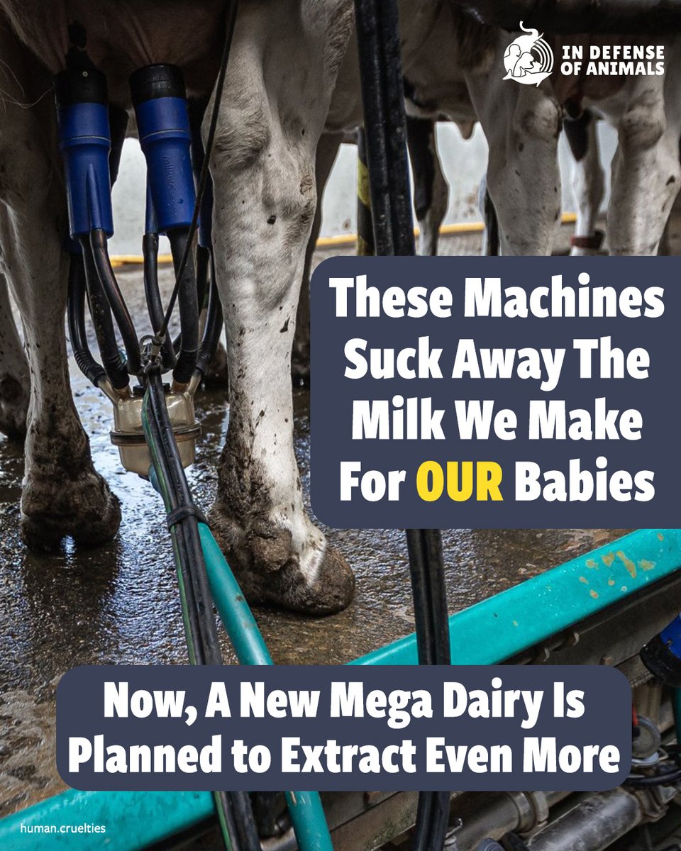 IDAUSA's tweet photo. These machines take milk meant for babies, and a new mega dairy would take even more.
Stand up for animal lands and ecosystems by opposing this expansion.
Act now: https://t.co/6jOOb6zm0Y
Pls RT and support https://t.co/VYqjMxYmPl
#ForAnimals #DefendEcosystems #GoVegan https://t.co/6u0v9zEpxM